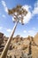 The quiver tree, or aloe dichotoma, in the Giantâ€™s Playground, Namibia