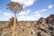 The quiver tree, or aloe dichotoma, in the Giantâ€™s Playground, Namibia