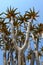 Quiver tree (Aloe dichotoma) in the Namib desert