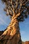 Quiver tree (Aloe dichotoma), Namibia