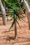 Quiver Tree - Aloe Pillansii