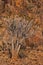 Quiver tree Aloidendron pillansii 3