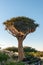 Quiver tree with a community bird nest at sunrise