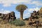 Quiver Tree and dolerite rocks in Namibia