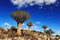 Quiver tree forest (Namibia)