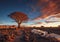 The Quiver Tree forest in Namibia