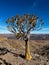 Quiver tree forest in Namibia Fish river canyon. Wildlife, desert nature Africa.