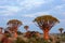 Quiver tree landscape, Namibia