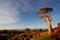 Quiver tree landscape, Namibia