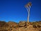 Quiver tree - Namaqualand