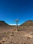 Quiver tree in Namibia. Wildlife, desert nature in Africa.