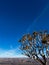 Quiver tree in Namibia. Wildlife, desert nature in Africa.