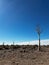 Quiver tree in Namibia. Wildlife, desert nature in Africa.