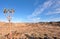 Quiver tree in Richtersveld