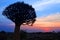 Quiver tree silhouette on bright sunset sky background, magnificent african landscape in Keetmanshoop, Namibia