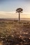 Quiver Tree silhouetted against a desert sunset