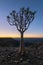 A Quiver tree at sunrise on the top of the Fish River Canyon