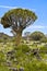 Quiver tree with wever bird`s nest in Namibia