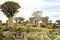 Quiver trees in Africa. Quiver tree forest, Keetsmanshoop, Namibia