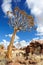 Quiver Trees (Aloe dichotoma)