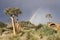 Quiver trees on a hill in South Africa