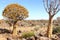 Quiver trees Kokerboom Aloe dichotoma blue sky, Namibia
