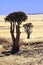 Quiver Trees - Namib-Nuakluft Desert - Namibia