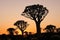 Quiver trees at sunrise, Namibia