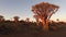 Quiver trees at sunset - Namibia