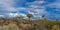 Quiver trees in warm light, background blue sky with beautiful clouds at Keetmanshoop, panorama