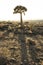 A Quivertree in Namibia