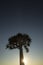 A Quivertree in Namibia