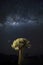 Quivertree under Milky Way. Namibia.