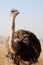 Quizzical Male Common Ostrich (Struthio camelus)