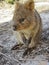 Quokka