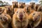 Quokka animal rodent field. Generate Ai