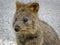 Quokka animal in western australia rottnest island