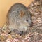 Quokka with Baby