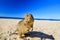 Quokka on the beach