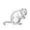 Quokka Drawing Black and White