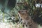 Quokka eating green ficus leaf, Rottnest Island, Australia