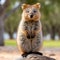 Quokka is enjoying his meal and being so happy, Rottnest island. generative ai