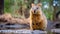 Quokka is enjoying his meal and being so happy, Rottnest island. generative ai