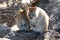 Quokka family. Rottnest Island. Western Australia. Australia