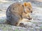 Quokka Feeding