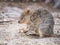 Quokka Feeding