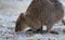 Quokka feeding on Rottnest island