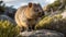 Quokka Frolicking on Rottnest Island