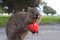 Quokka laughing with red heart. Quokkas are small Australian kangaroos