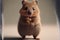 Quokka like hamster cat love cute adorable Valentines day